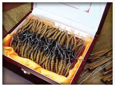 霍州冬虫夏草回收